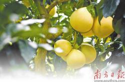 万博体育 -以法治之力擦亮地理标志“金名片”