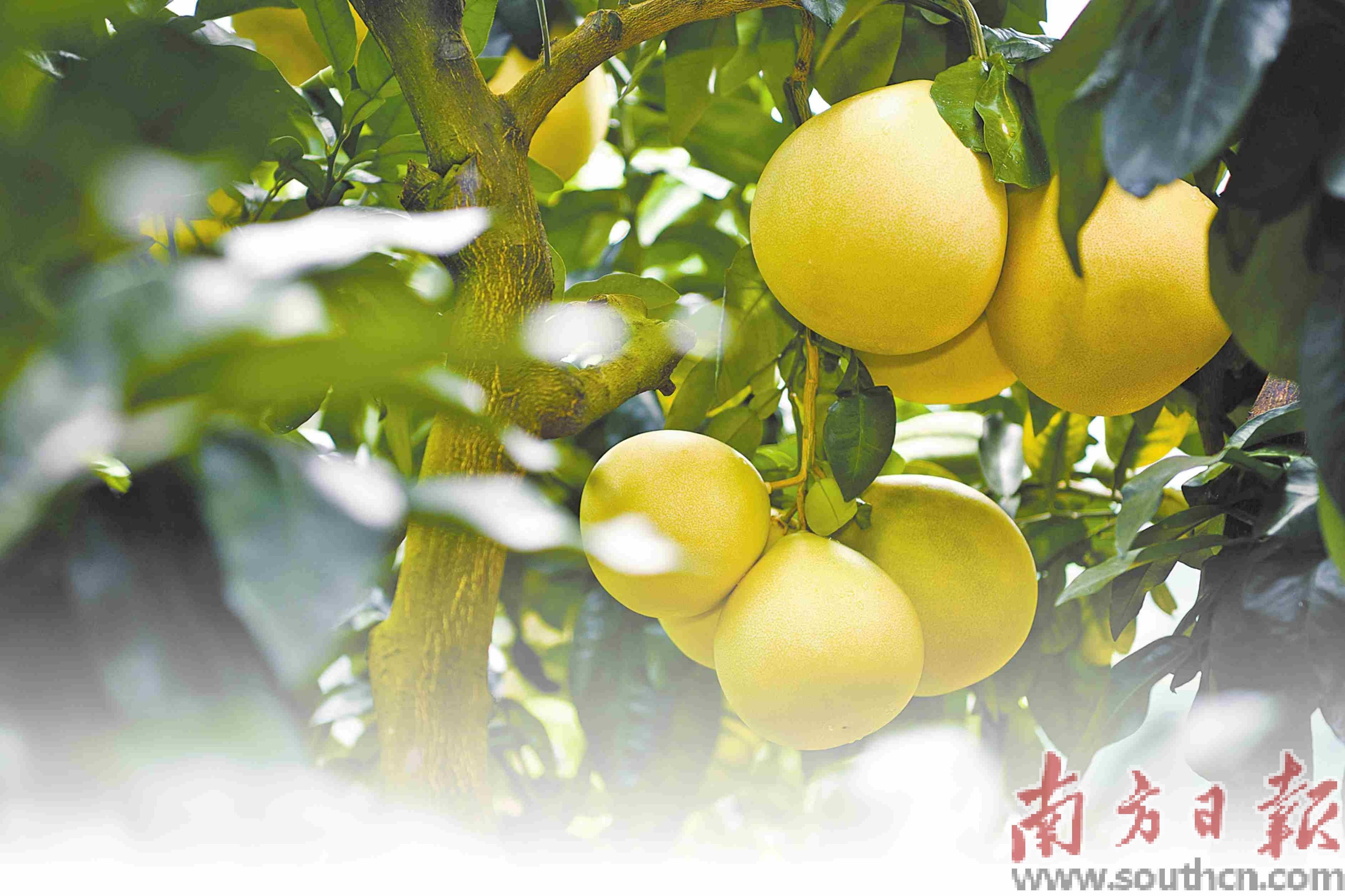 以法治之力擦亮地理标志“金名片”